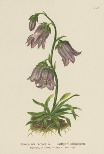 Bärtige Glockenblume von German School